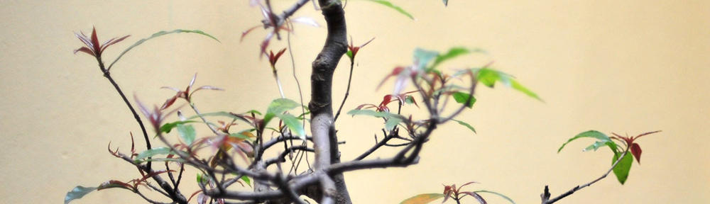 Kuwait Online Shopping